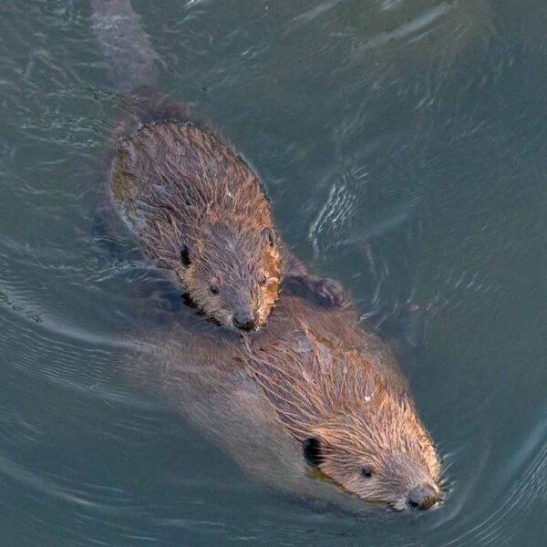 Beavers swimming