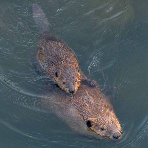 Beavers swimming