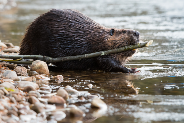 Beaver eating