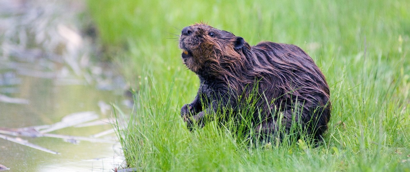 Beaver by the water